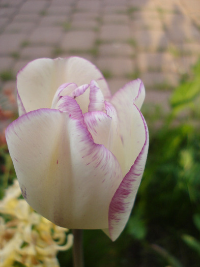 Tulipa Shirley (2011, April 27)