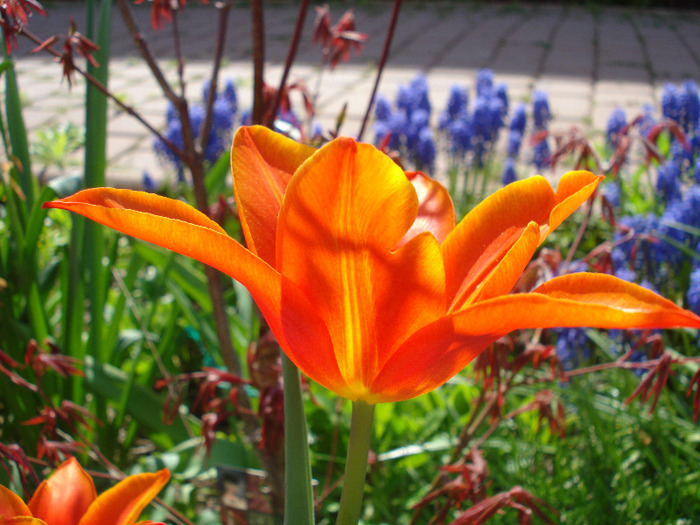 Tulipa Synaeda Orange (2011, April 21)