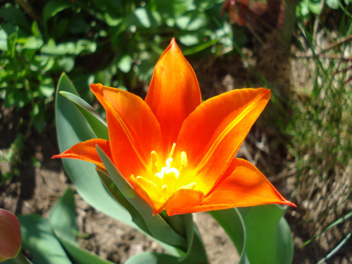 Tulipa Synaeda Orange (2011, April 21)