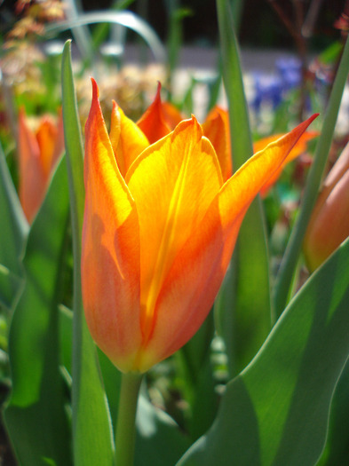 Tulipa Synaeda Orange (2011, April 21) - Tulipa Synaeda Orange