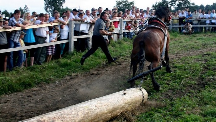 lopuszna_6 - concurs de cai