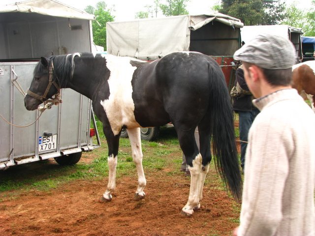 pajeczno_2010 (17)