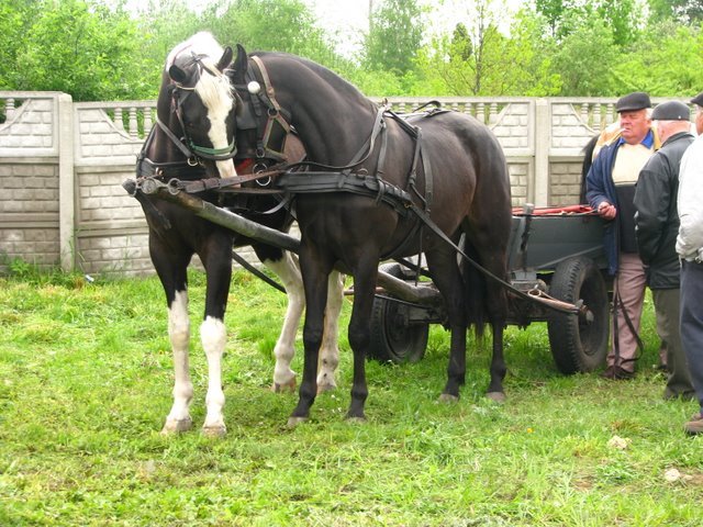 pajeczno_2010 (24) - targ cai1