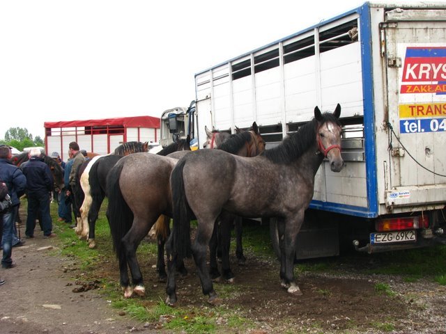 pajeczno_2010 (26)