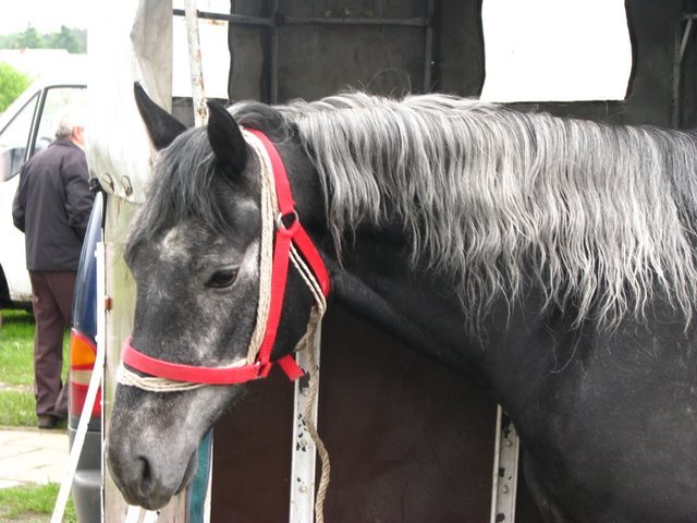 pajeczno_2010 (29) - targ cai1