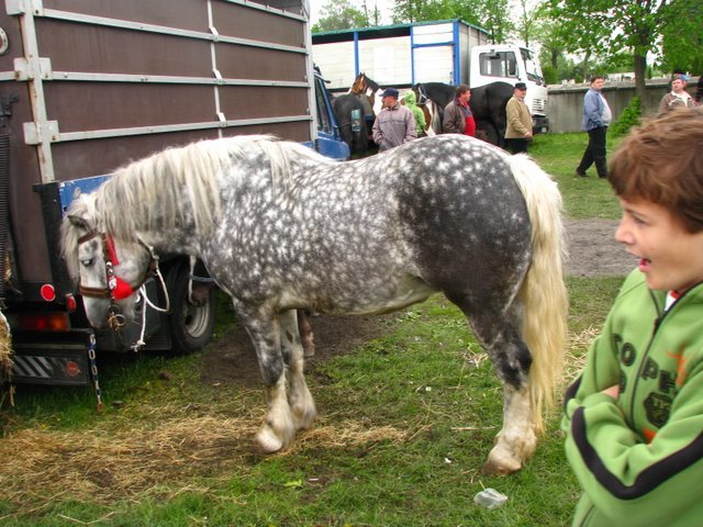 pajeczno_2010 (31) - targ cai1
