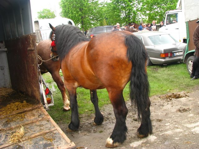 pajeczno_2010 (33) - targ cai1