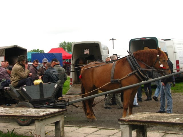 pajeczno_2010 (40) - targ cai1