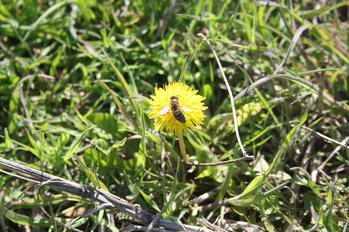 IMG_7061 - primavara in Dobrogea