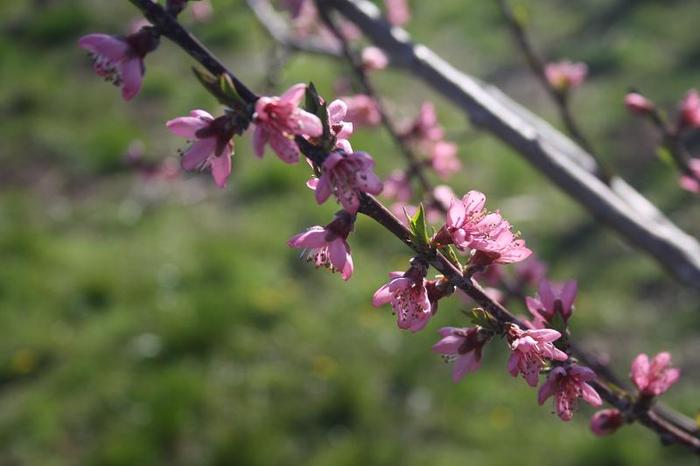IMG_7261 - primavara in Dobrogea