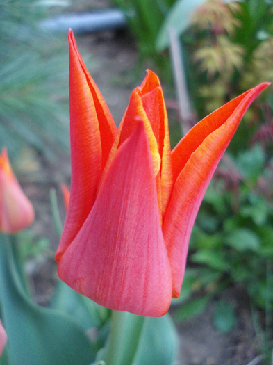 Tulipa Synaeda Orange (2011, April 22)