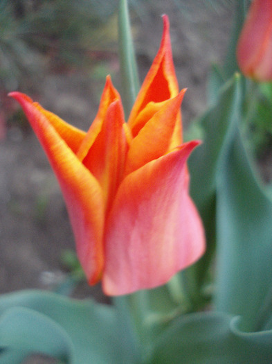 Tulipa Synaeda Orange (2011, April 22) - Tulipa Synaeda Orange