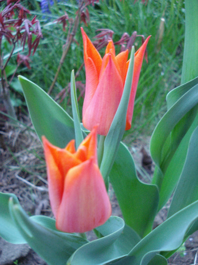 Tulipa Synaeda Orange (2011, April 22) - Tulipa Synaeda Orange