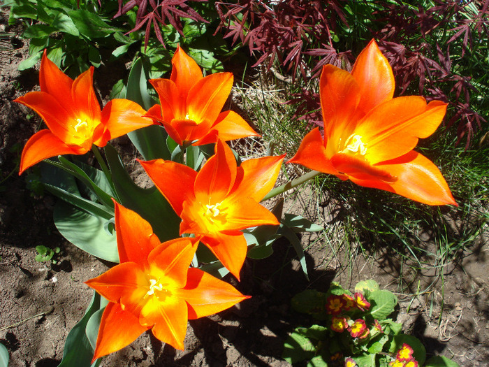 Tulipa Synaeda Orange (2011, April 25)