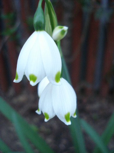 Leucojum aestivum (2011, April 23) - GHIOCEI_Leucojum aestivum