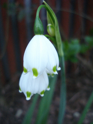 Leucojum aestivum (2011, April 23)