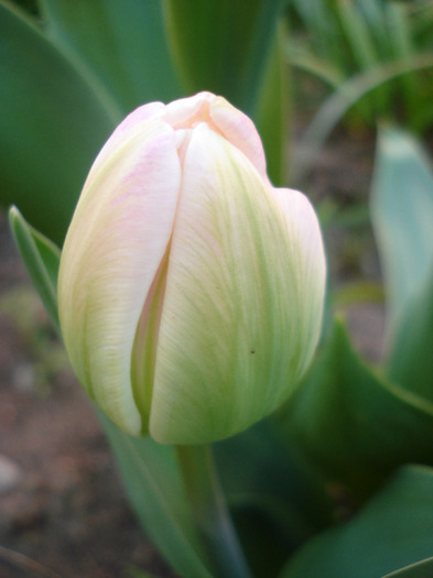 Tulipa Upstar (2011, April 26) - Tulipa Upstar