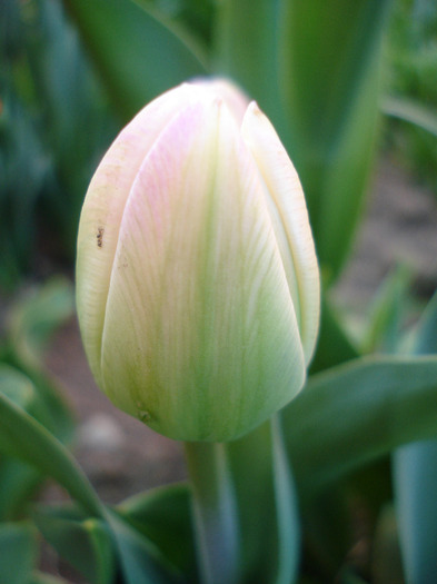 Tulipa Upstar (2011, April 26) - Tulipa Upstar