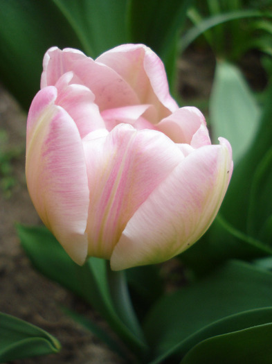 Tulipa Upstar (2011, April 26)