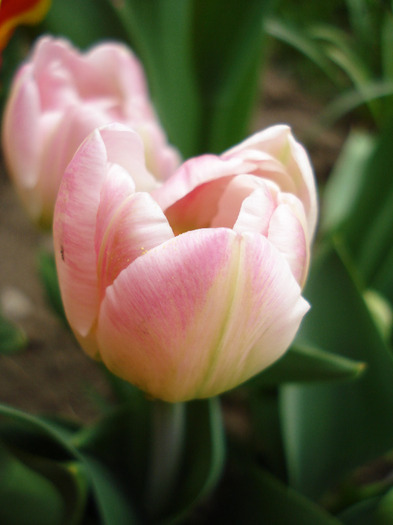 Tulipa Upstar (2011, April 26) - Tulipa Upstar