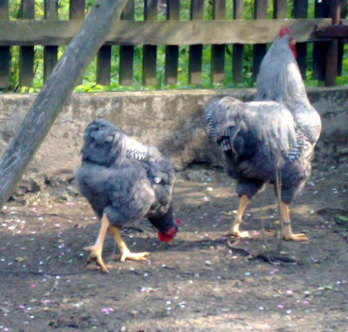 230420111785 - PLYMOUTH ROCK BARAT