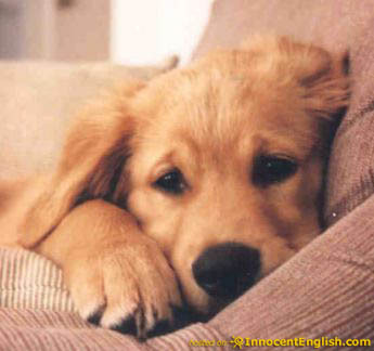 golden-retriever-puppy - imagini pt avatare