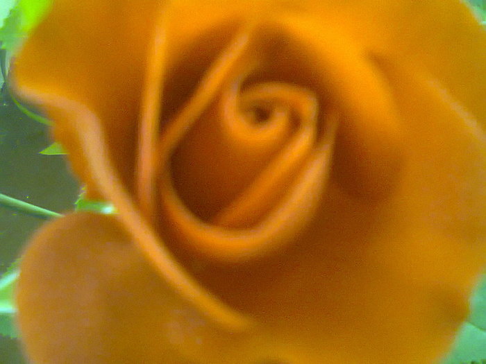 Fotografie0072 - trandafir pitic