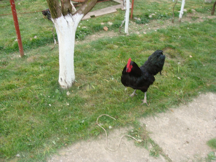 Cocos Australorp - AUSTRALORP