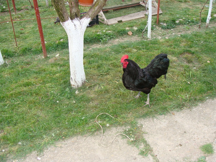 DSC02735 - AUSTRALORP