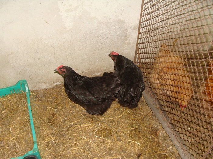 Gaini Australorp - AUSTRALORP