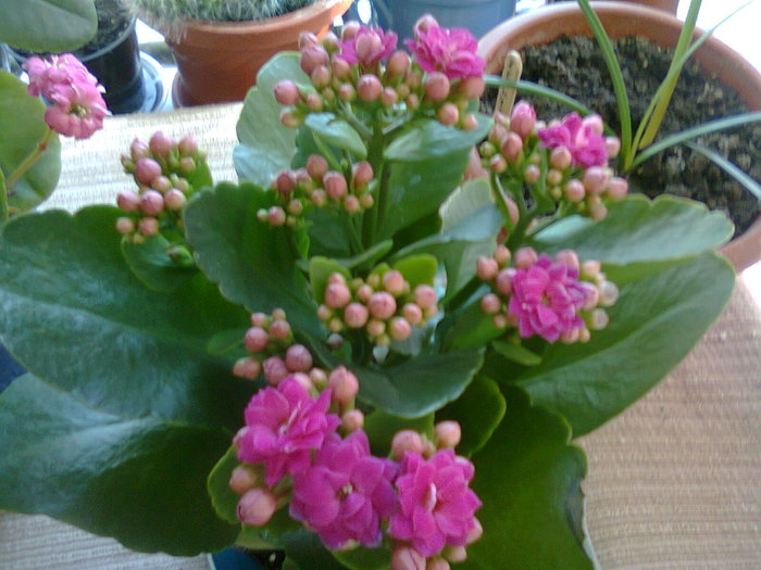 Fotografie0084 - Kalanchoe