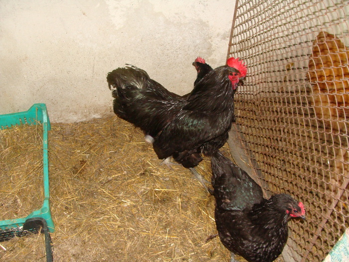 DSC02741 - AUSTRALORP