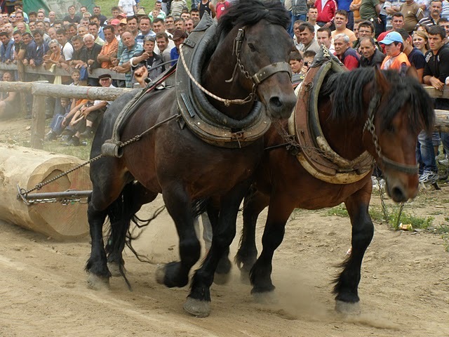 P6080980 - concurs de tractiune