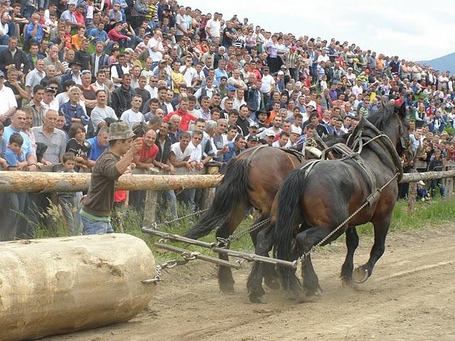 P6080984 - concurs de tractiune