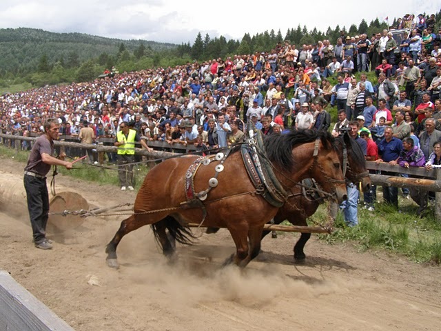 P6080997 - concurs de tractiune