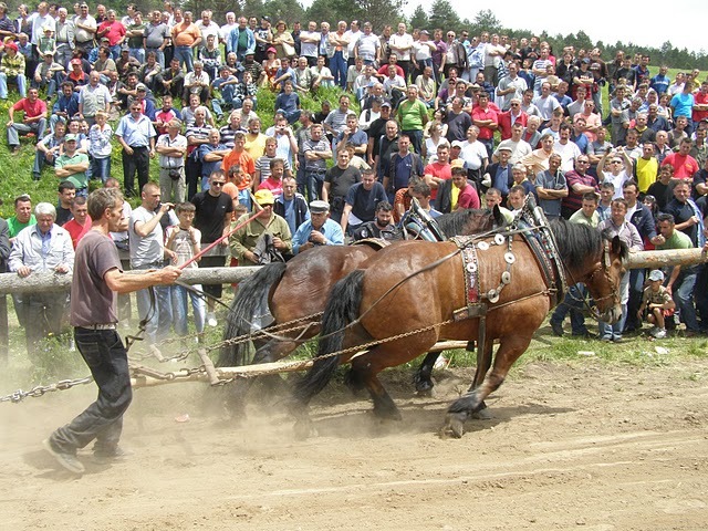 P6081002 - concurs de tractiune