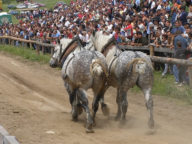 P6081012 - concurs de tractiune