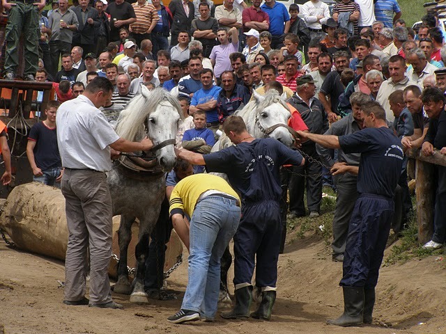 P6081014 - concurs de tractiune