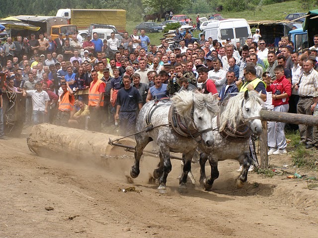 P6081017 - concurs de tractiune