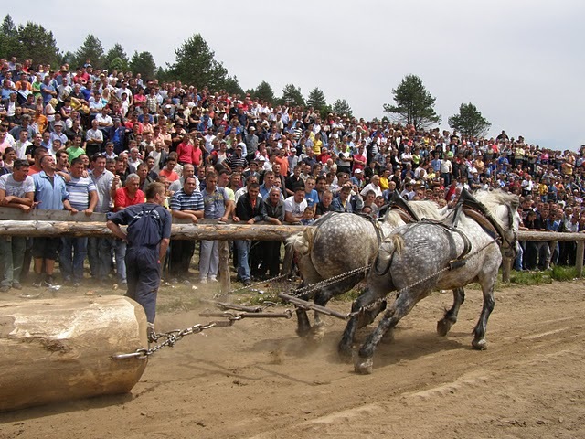 P6081019 - concurs de tractiune