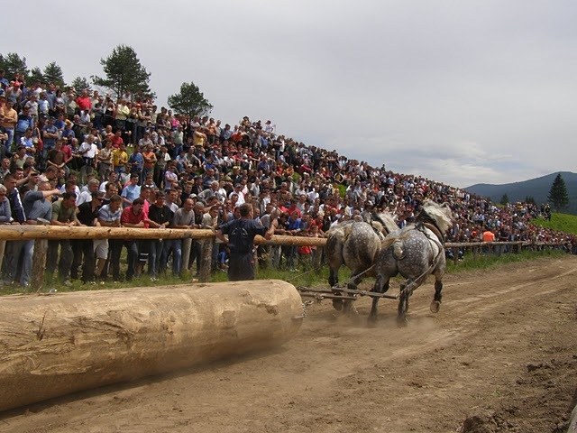 P6081022 - concurs de tractiune