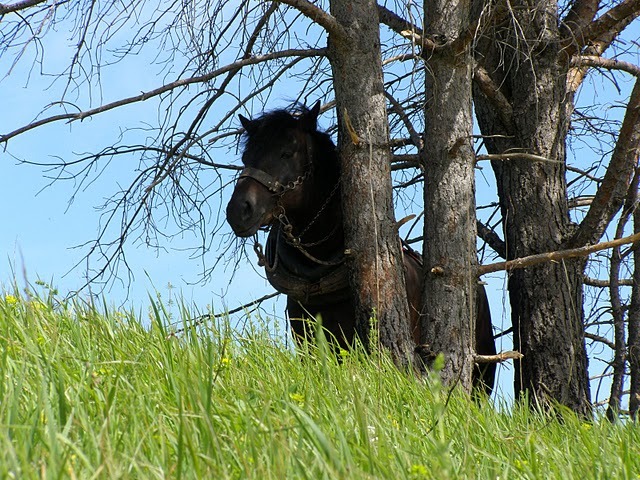 P6081078 - concurs de tractiune