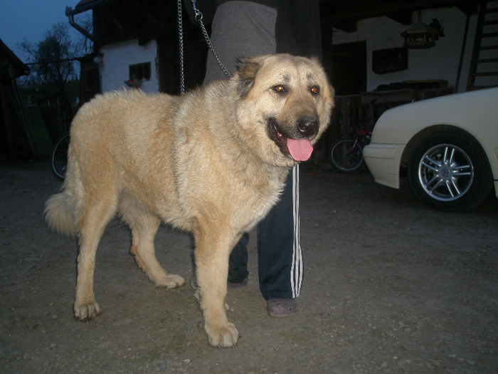 P1010857 - 1-a---- Paznicii mei Caucazian  si --- FEMELA  KANGAL--- catelusi kangal -VANDUTI