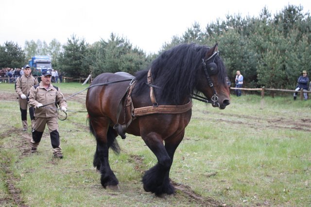 wejherowo_2010 (16) - concurs de tractiune