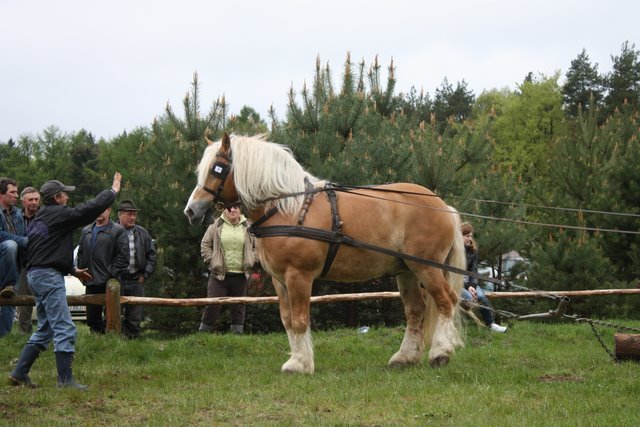 wejherowo_2010 (37) - concurs de tractiune