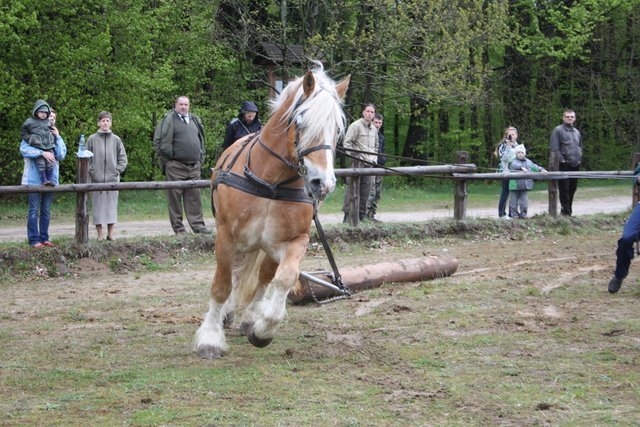 wejherowo_2010 (40) - concurs de tractiune