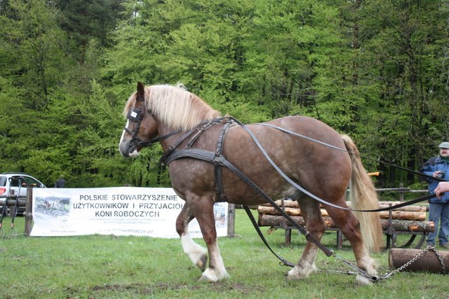 wejherowo_2010 (43) - concurs de tractiune