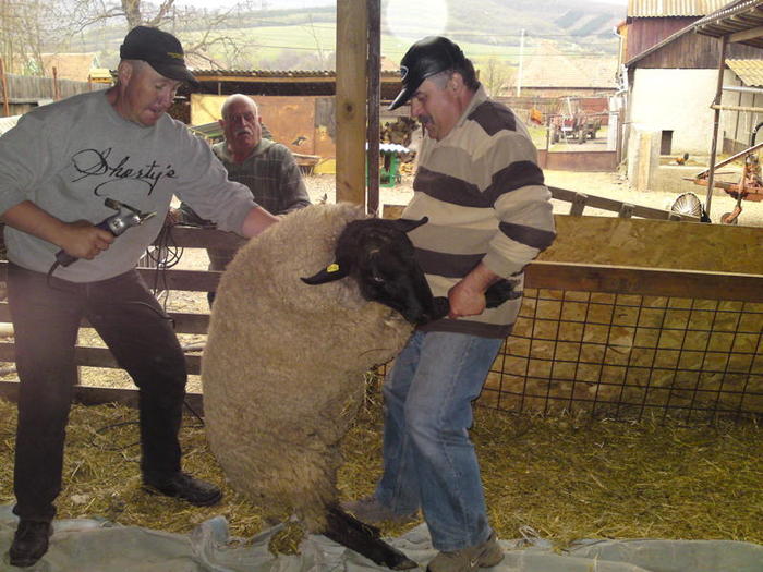 acum  ea cum tunsul berbecului