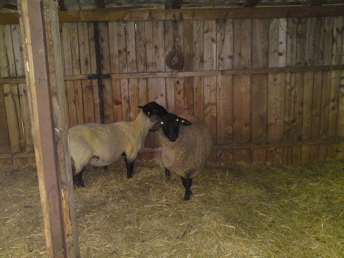 unul e tuns urmeaza celalalt