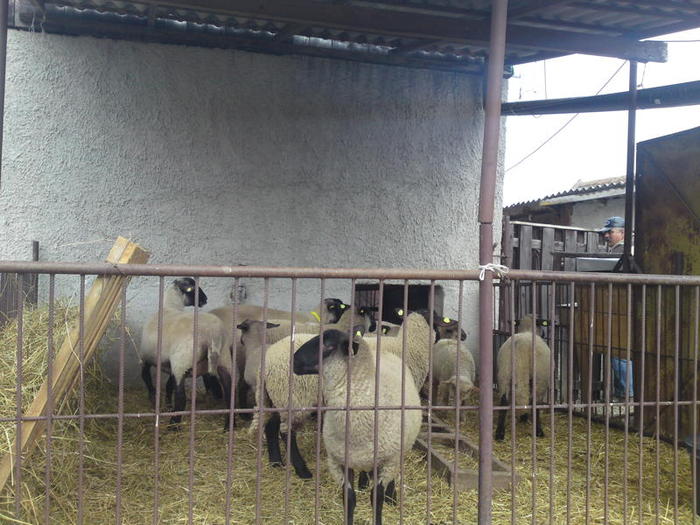 le place la oi de el e musculos